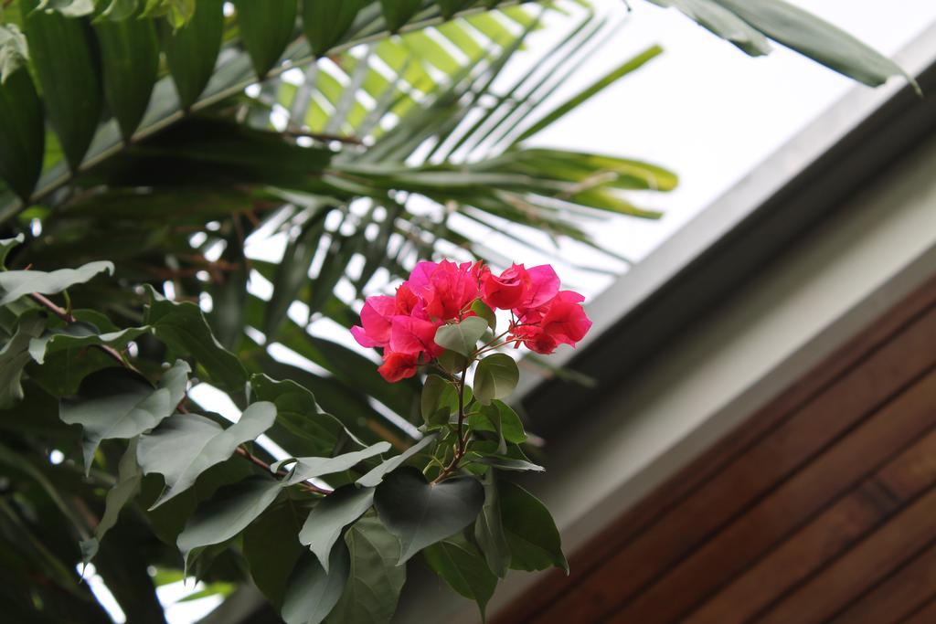 Hostal Cocos Inn Panama-Stad Buitenkant foto